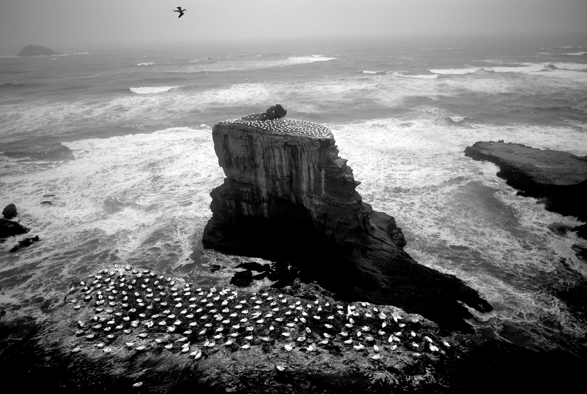 Gannet Storm, Karekare by Ted Scott