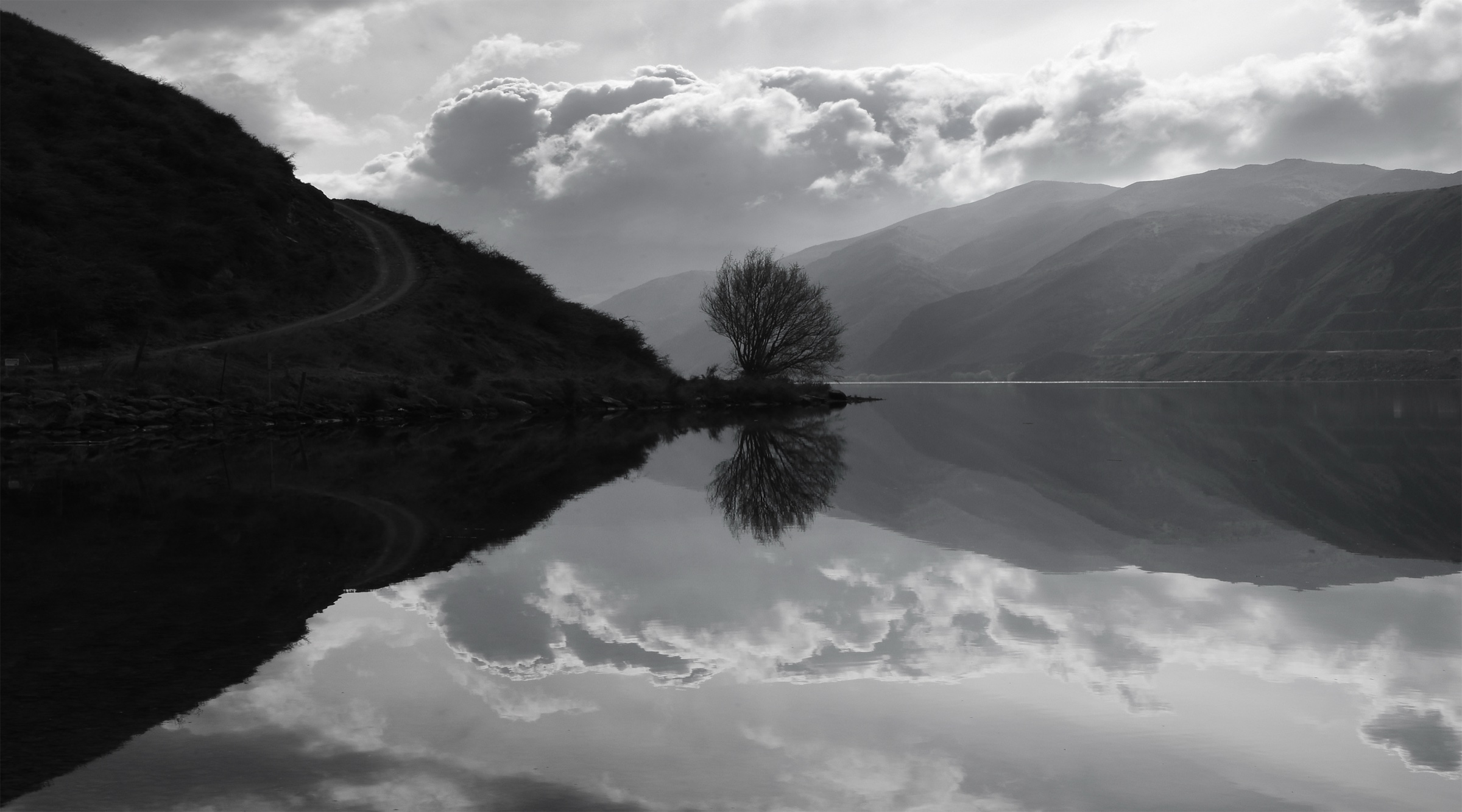 Willow, Clyde Dam by Ted Scott
